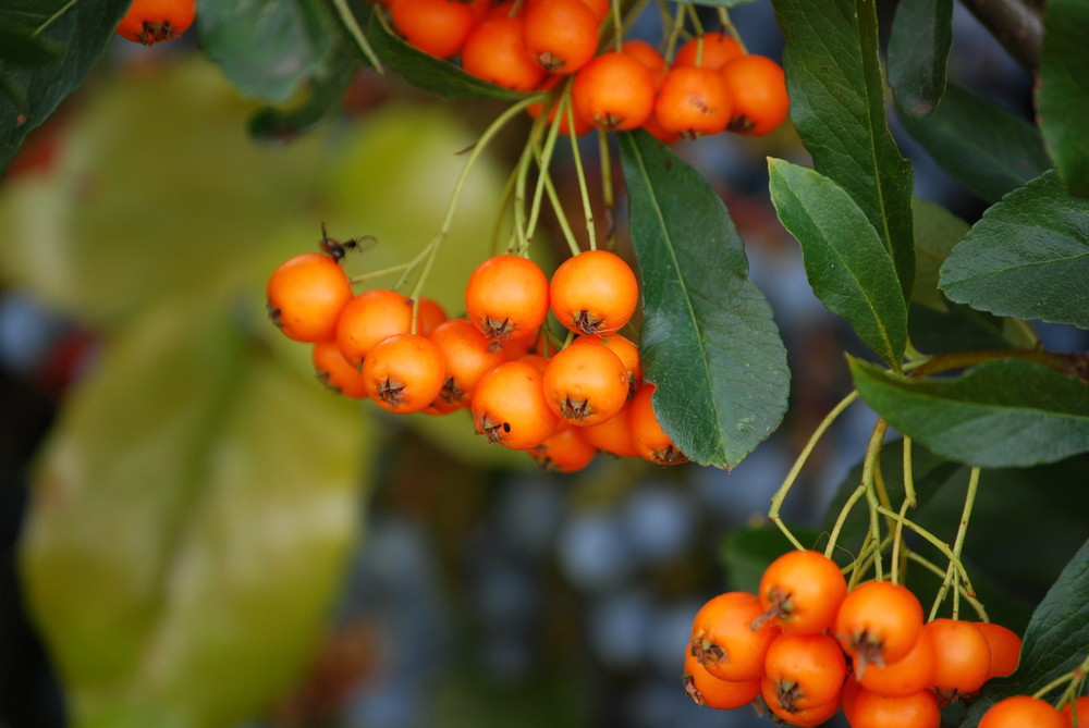 Orange Beeren die bestimmt auch einen Namen haben ;-)