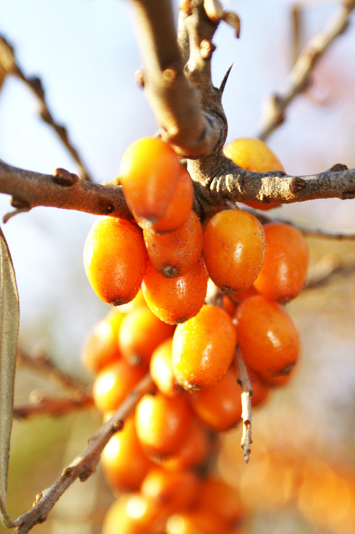 Orange Beeren in Herbststimmung