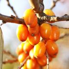 Orange Beeren in Herbststimmung