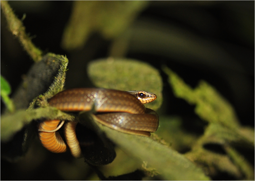 Orange-bellied racer