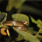 Orange-bellied racer