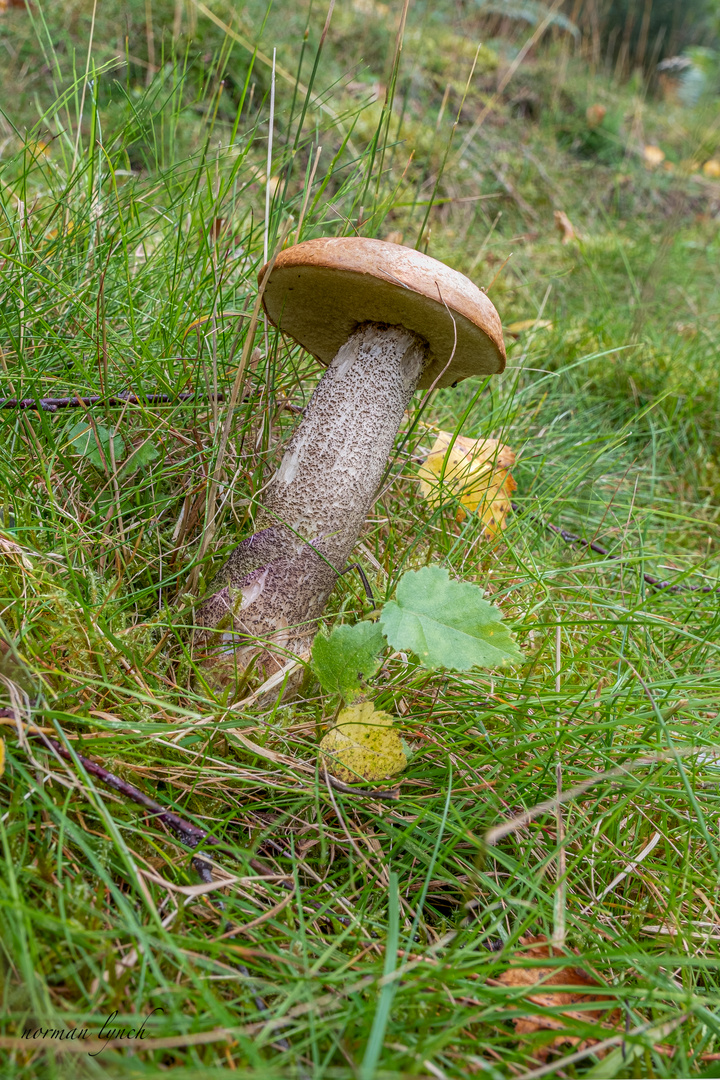 Orange Birch Bolete