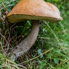 Orange Birch Bolete