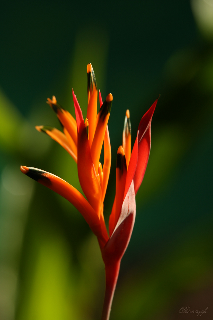 Orange Bird of Paradise Flower_QLD