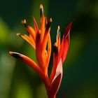 Orange Bird of Paradise Flower_QLD