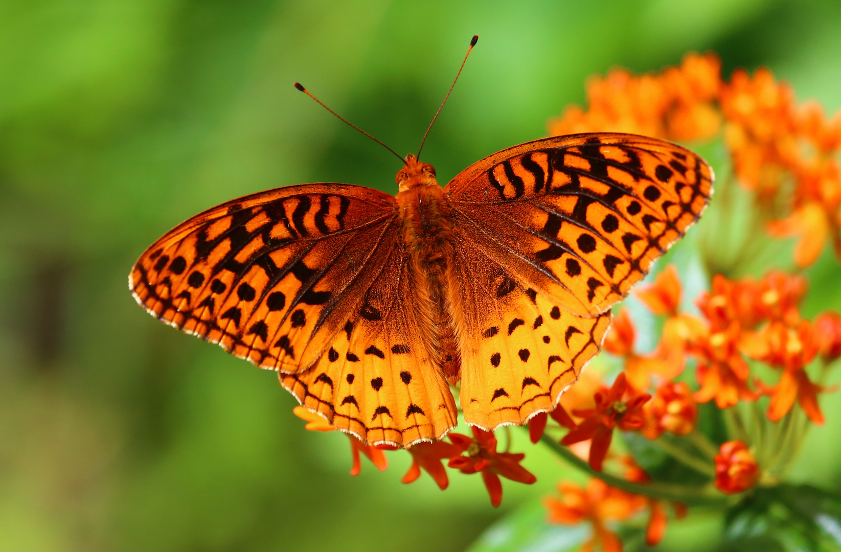 Orange & Black