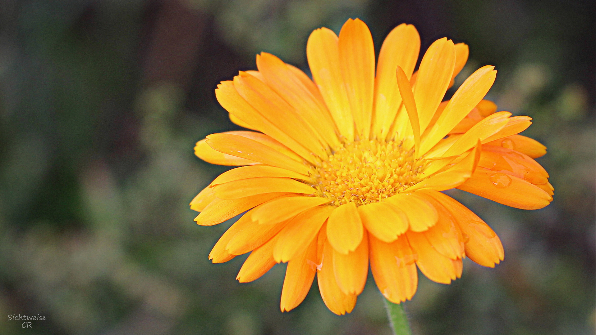 orange blossom