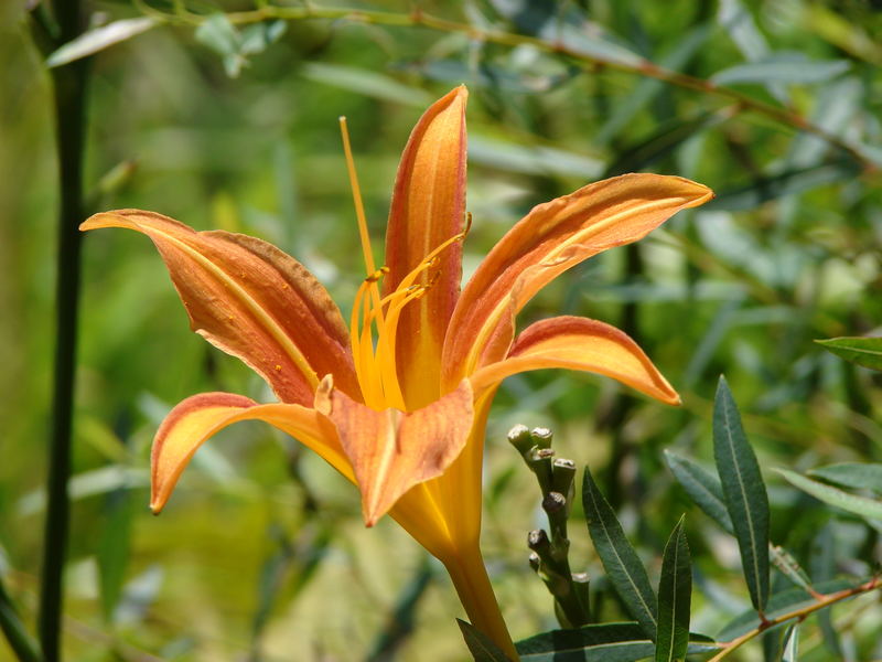 Orange Blossom