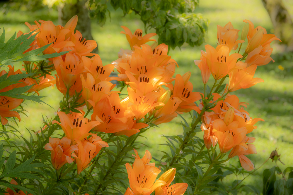 Orange blossom