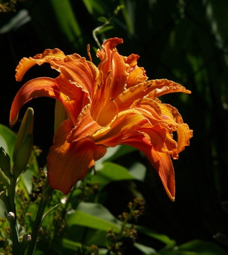 orange blossom special