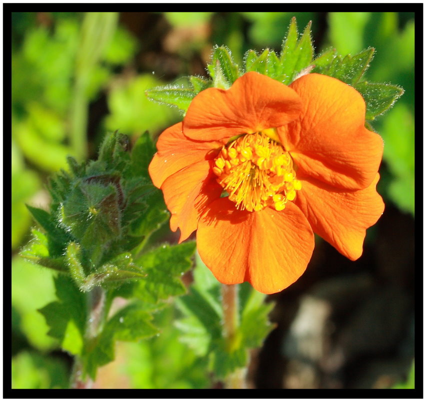 Orange Blüte Foto & Bild pflanzen, pilze & flechten, zimmerpflanzen, makro Bilder auf Orange Blüte Foto & Bild pflanzen, pilze & flechten, zimmerpflanzen, makro Bilder auf