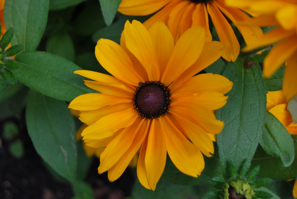 Orange Blüte