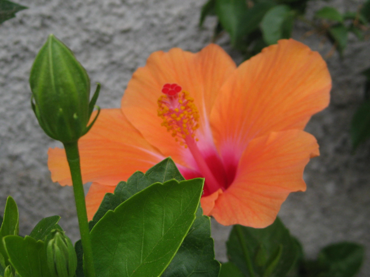 orange Blüte