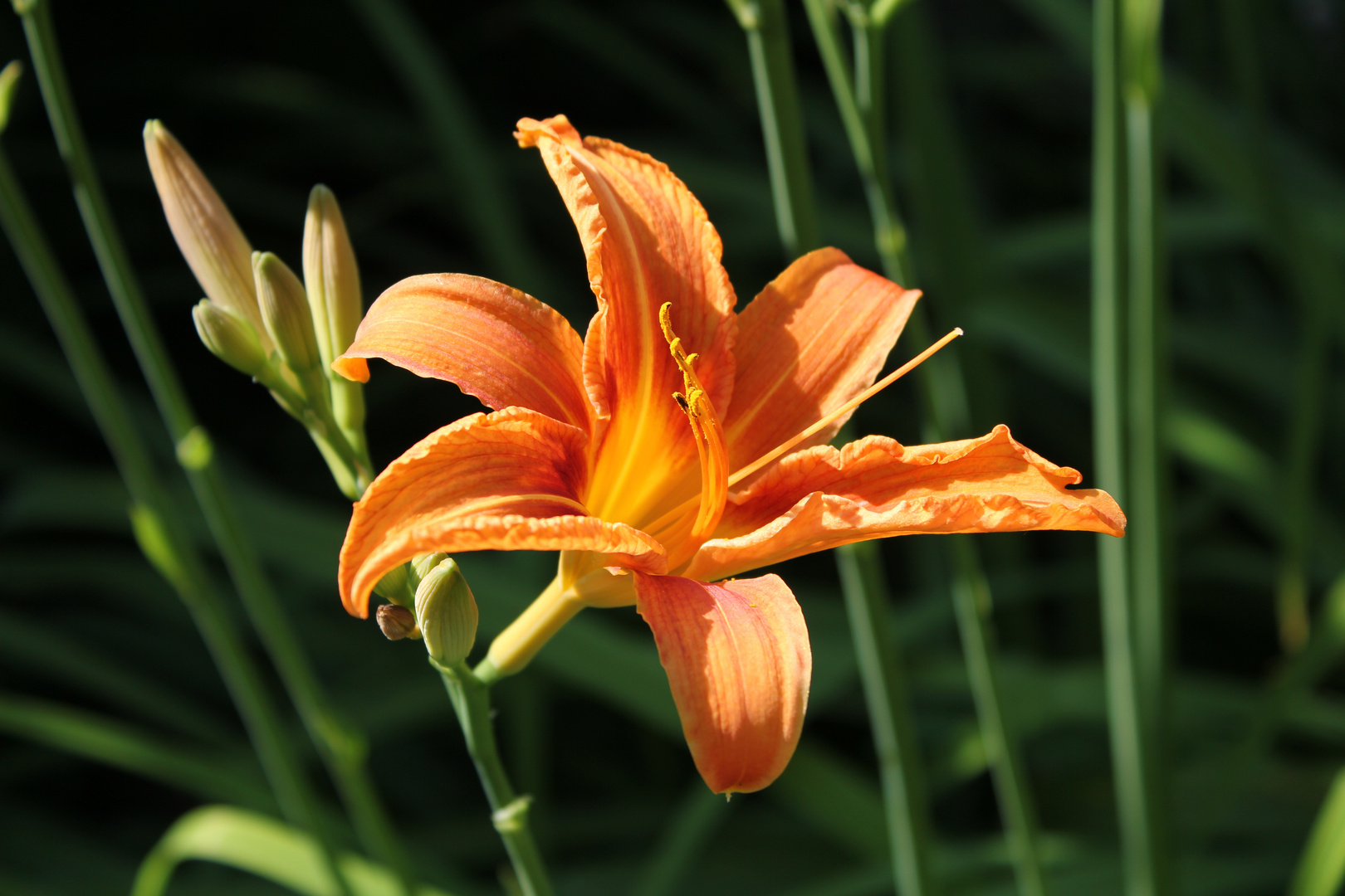 orange Blüte der Feuerlilie