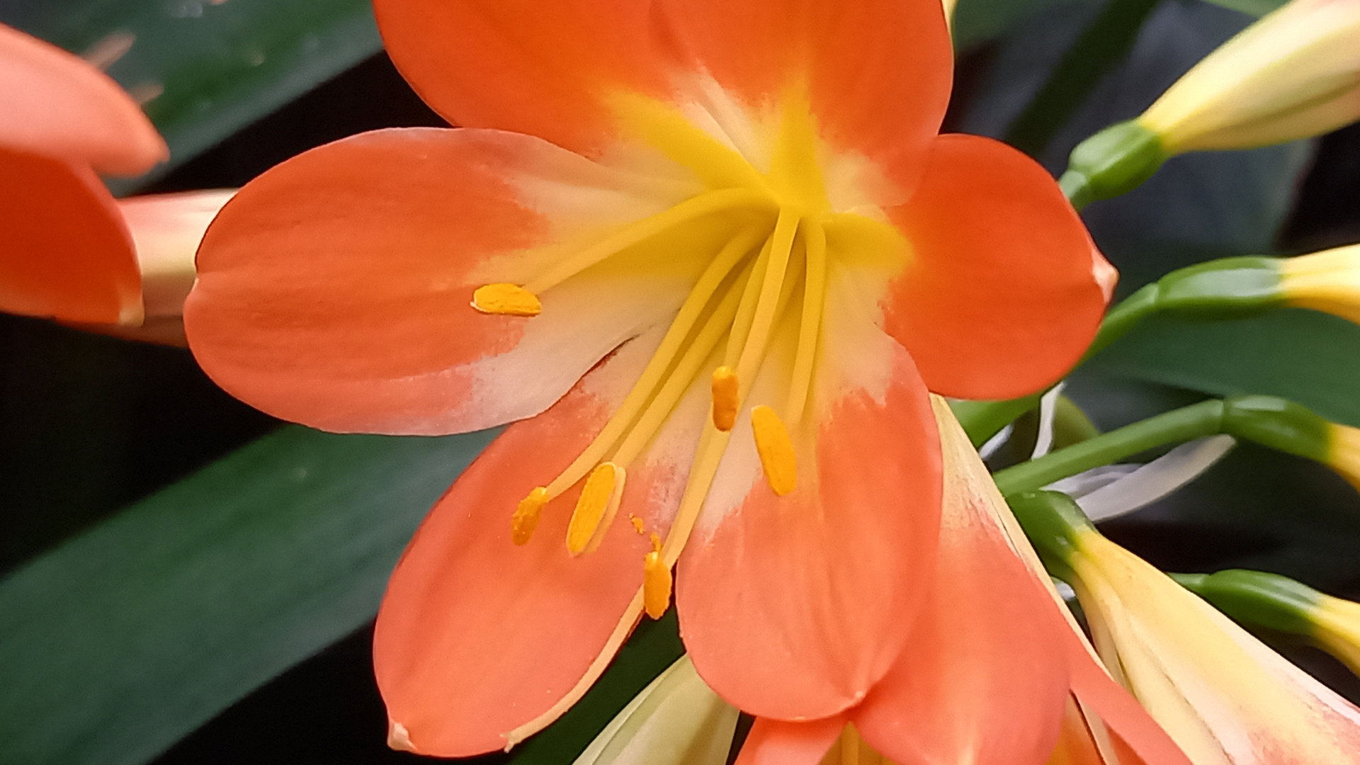 Orange Blüte