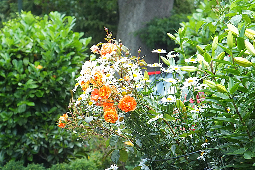 Orange Blüten