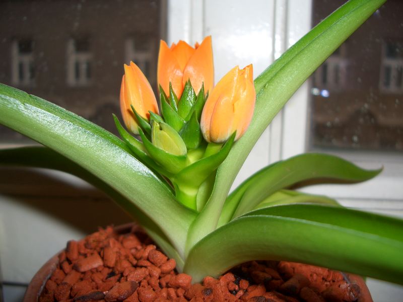 Orange Blüten mitten im November Foto & Bild pflanzen, pilze