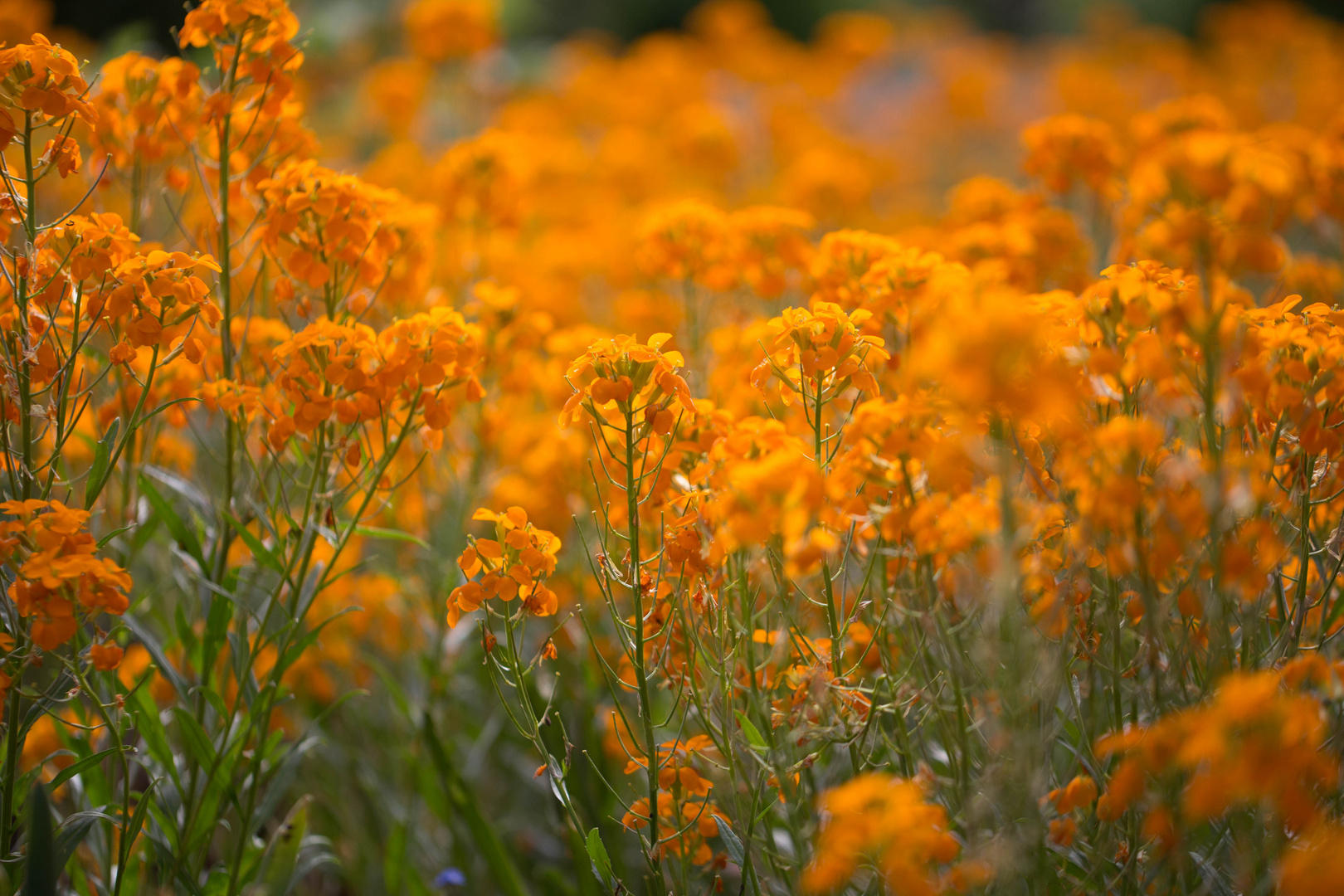 Orange Blütenträume