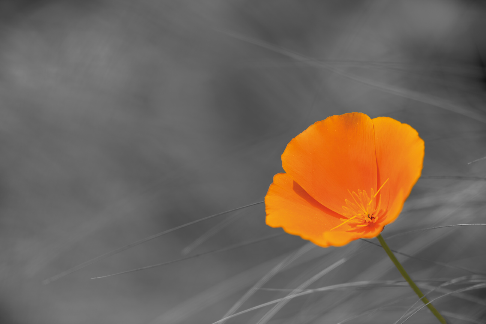 orange Blume