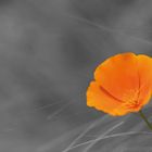 orange Blume