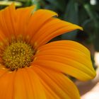 Orange Blume