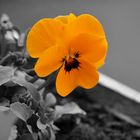 Orange Blume