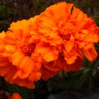 orange Blume