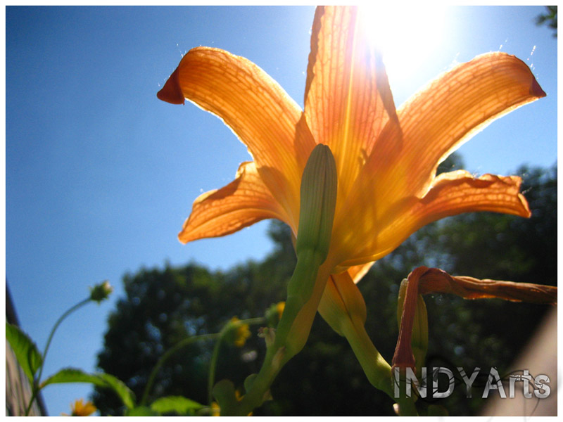 Orange Blume