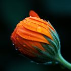 Orange Blume