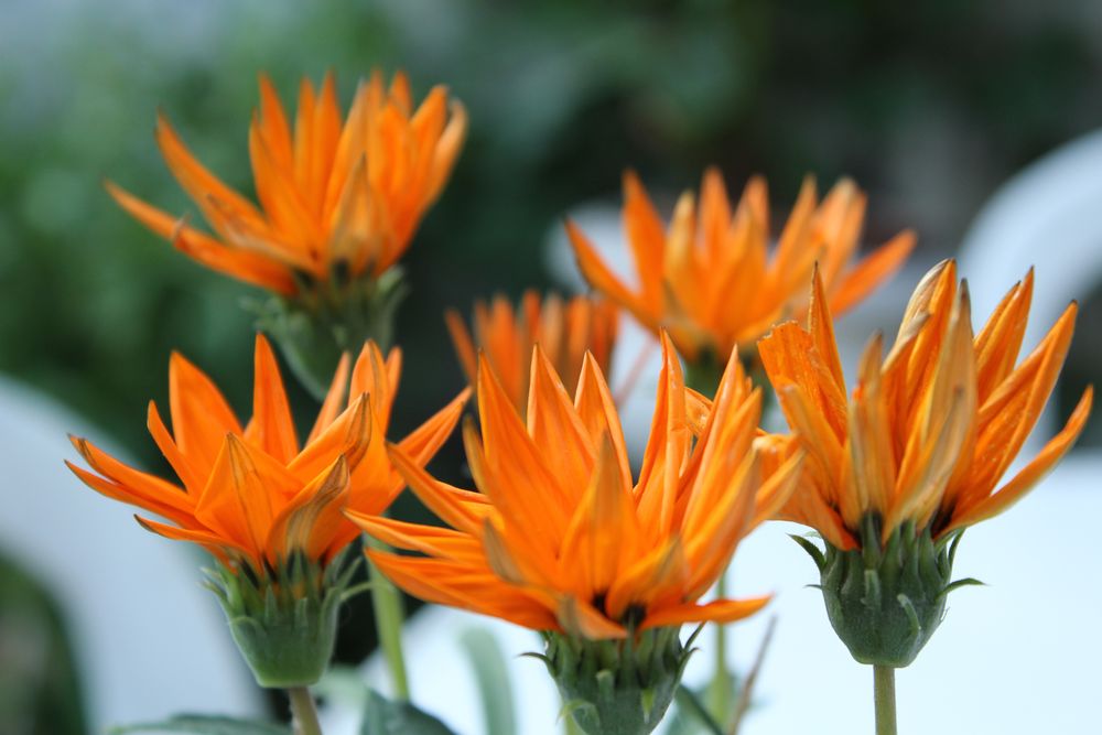 orange Blume Foto & Bild pflanzen, pilze & flechten, natur Bilder auf