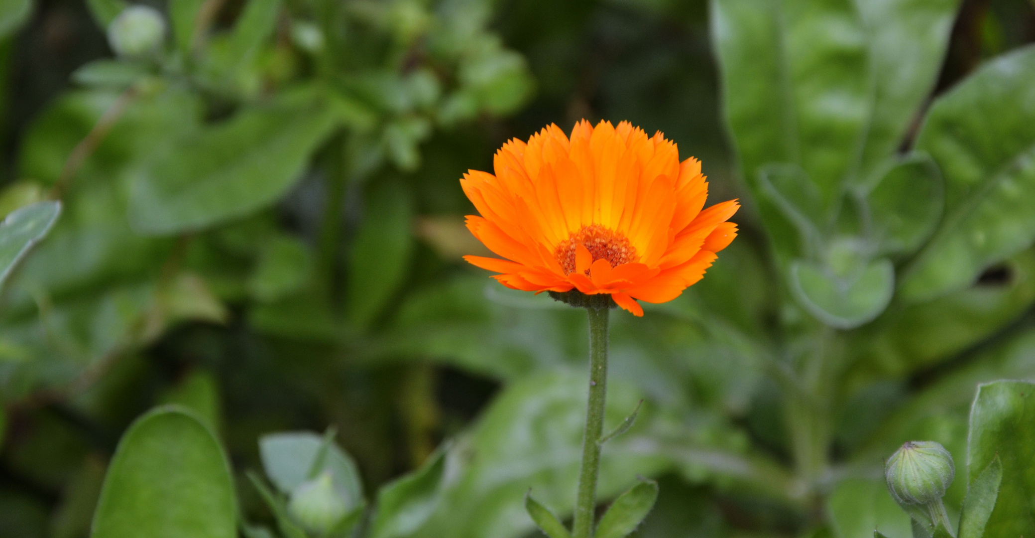 orange Blume