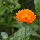 orange Blume