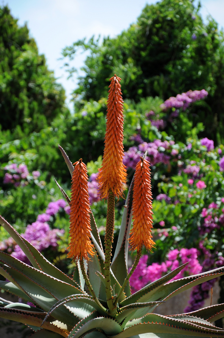 Orange Blume