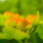 Orange Blume