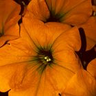 Orange Blumen