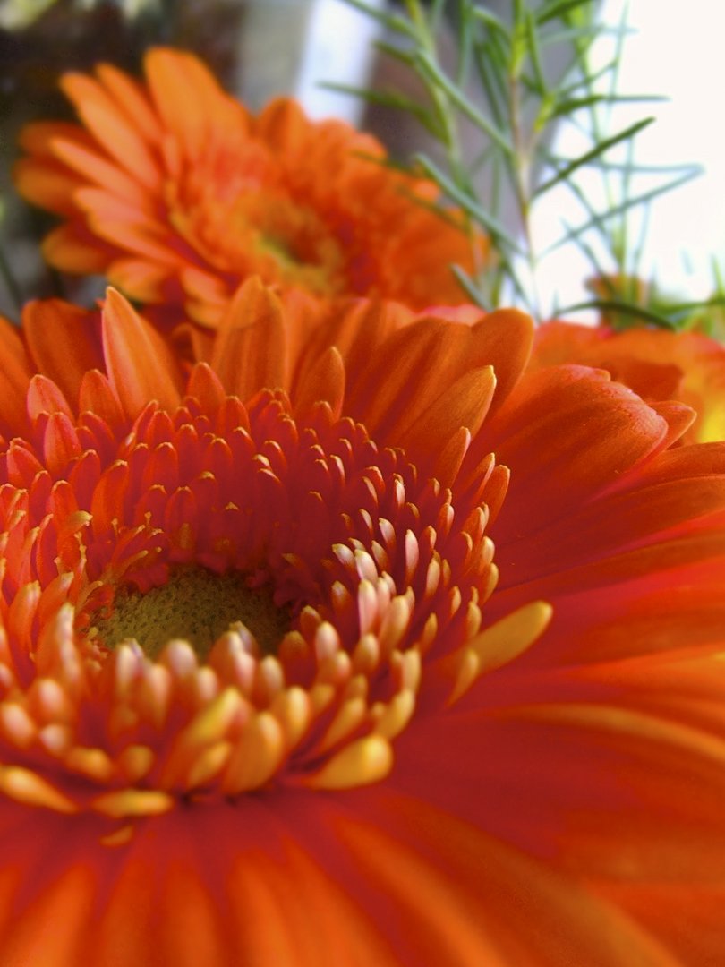 Orange Blumen