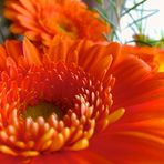 Orange Blumen