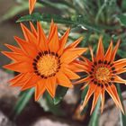 Orange Blumen m Teich