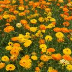 Orange Blumenwiese