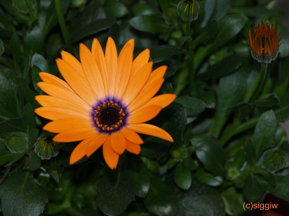 Orange Bornholmer Margeritenblüte II