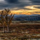 Orange-Braune Herbststimmung im Fjell