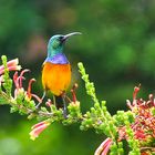 Orange-breasted Sunbird