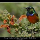 Orange-breasted sunbird on Table Mountain - South Africa