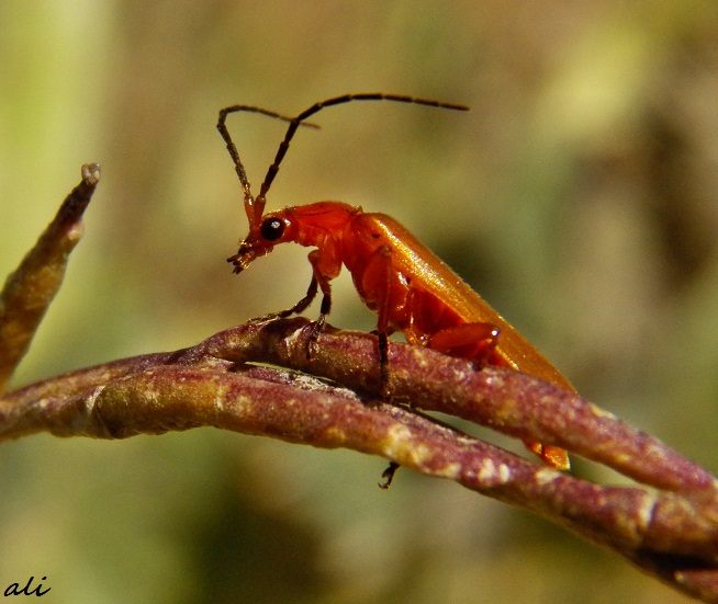 Orange Bug