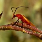 Orange Bug