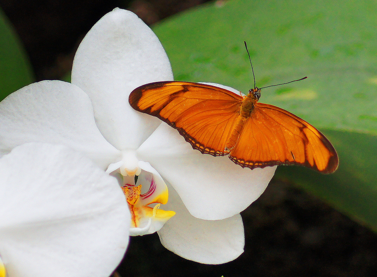 Orange Butterfly