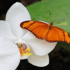 Orange Butterfly