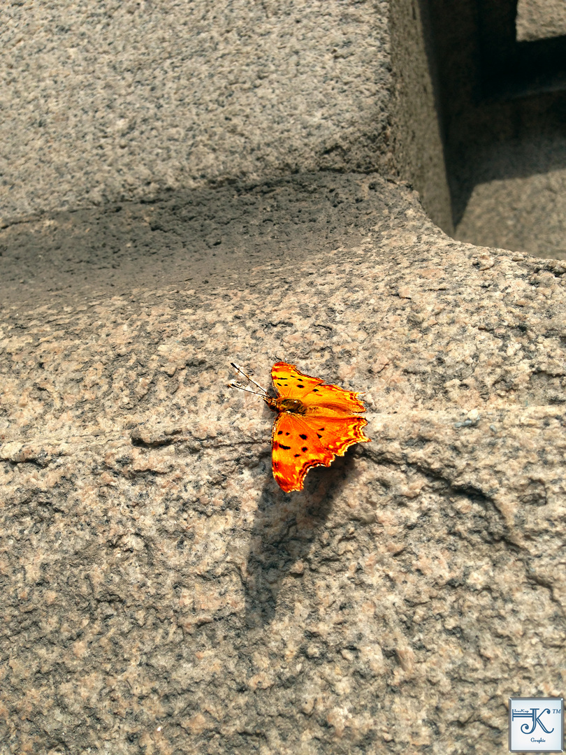 Orange Butterfly