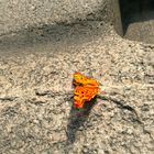 Orange Butterfly