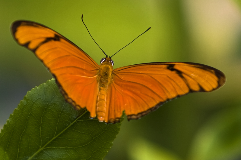 Orange butterfly